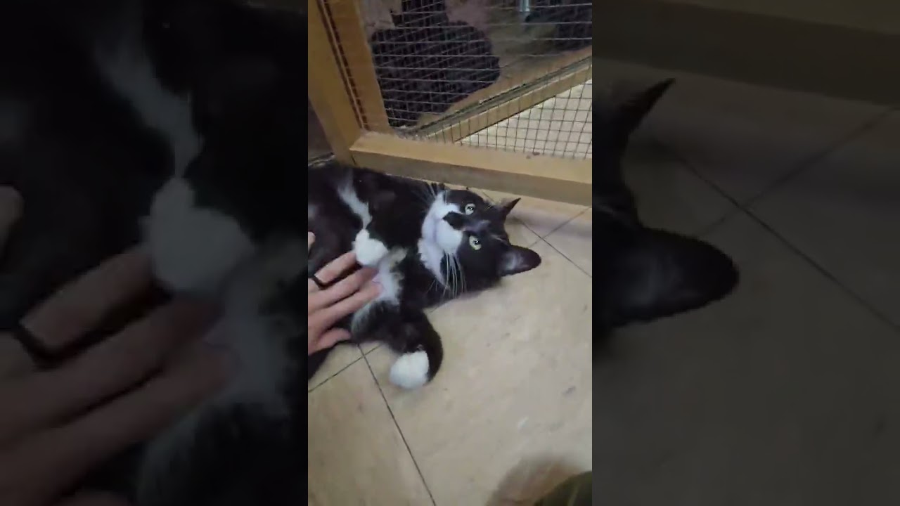 Enlarge Hunter, a ADOPTABLE Tuxedo in Shippenville, PA video 4/4