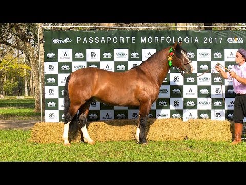 Videos :: ABCCC - Associação Brasileira de Criadores de Cavalos Crioulos