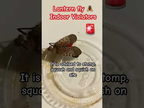 Lantern Fly invaders have to go #shorts