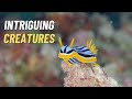 Marine Wonders: Sea Slugs