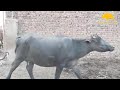 Buffalo Meeting First Time In Village Buffalo Horizon