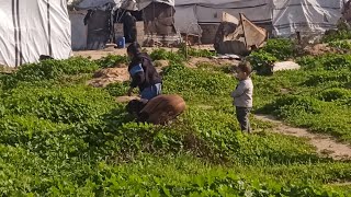 أستحلفكم بالله تشاهدو الفيديو للأخر وما تنسو الإشتراك فالقناه