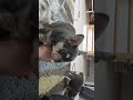 French Bulldog dogs for sale: Misty - Video 1