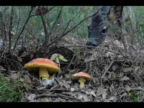 Corzo comiendo Amanita caesarea. Timelapse 4K