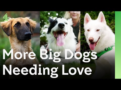 BIG Dogs Are In Search of Love But Will They Find It In These Families? | The Dog House 🐶