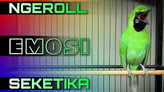 Download lagu 🔴EMOSI SEKETIKA‼️CUCAK IJO GACOR NGENTROK FULL NGEROLL mp3