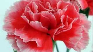 Como un angel (Malu)