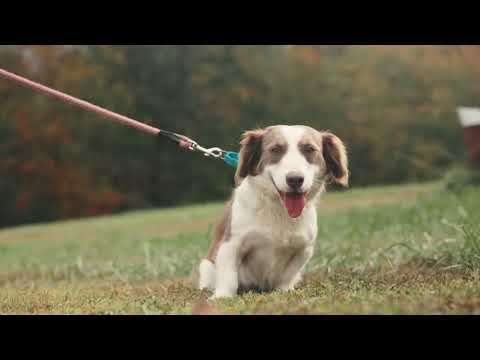 Rosalee Grace - Transport, an adoptable Corgi Mix in Greenwood, IN_image-1