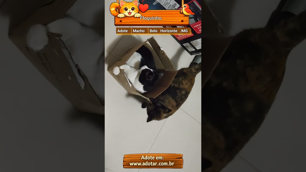 Gato raça SRD-ViraLata idade 3 anos nome Floquinho 