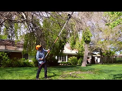 The Pole Saw: Because Chainsaws and Ladders Don’t Mix