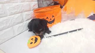 ハーフ犬の動画01