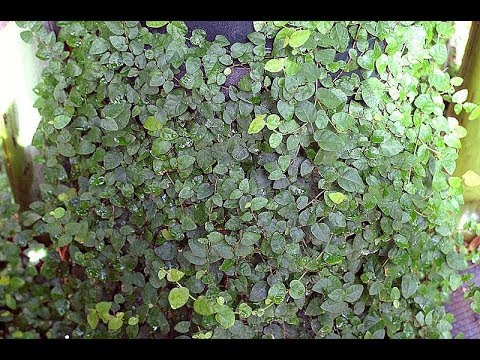 Creeping dollar plants for wall decorative plants