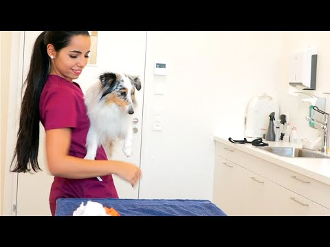 Tiermedizinische/r Praxisassistent/in EFZ