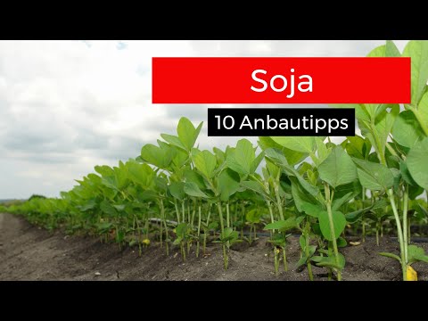 Soja: 10 Anbautipps