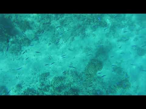 Snorkeling in Ras Mohamed national park