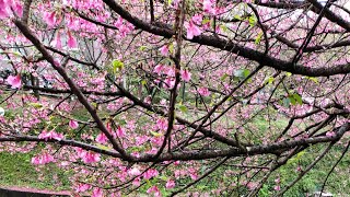 [問卦] 台鐵汐科站出來的河邊有很多漂亮的櫻花呢