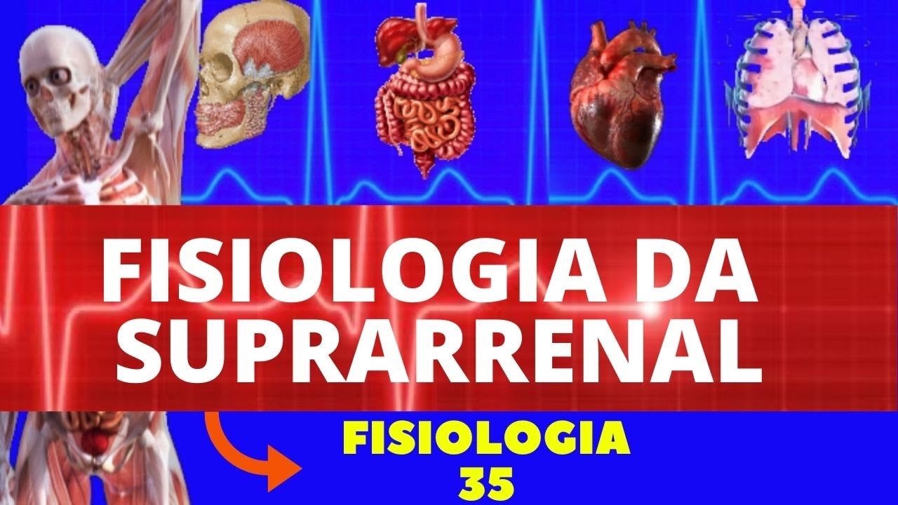 GLÂNDULA SUPRARRENAL (CORTISOL, ALDOSTERONA, ANDROGÊNIOS) - FISIOLOGIA HUMANA - SISTEMA ENDÓCRINO