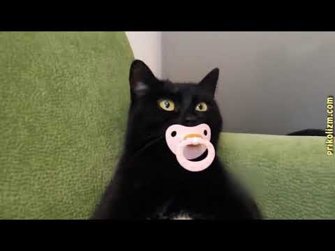 ÐÑÐ¸ÐºÐ¾Ð»Ñ Ñ ÐºÐ¾Ñками и коÑами