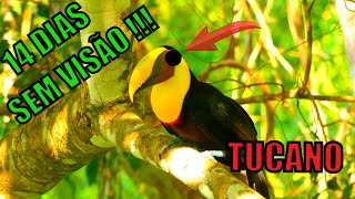 Descubra o Canto e Curiosidades do Pássaro Tucano : Ele vai Surpreender Você!