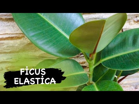 , title : 'Ficus Elastica (Kauçuk Ağacı) bakımı nasıl yapılır.. Detaylı video.. #ficuselastica #kauçuk'