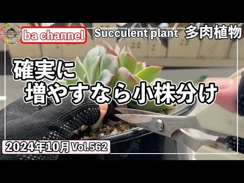 園芸 ルタバガ、カブキャベツ