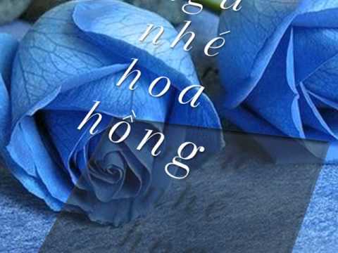 Ngủ nhé hoa hồng - Ngọc Huy