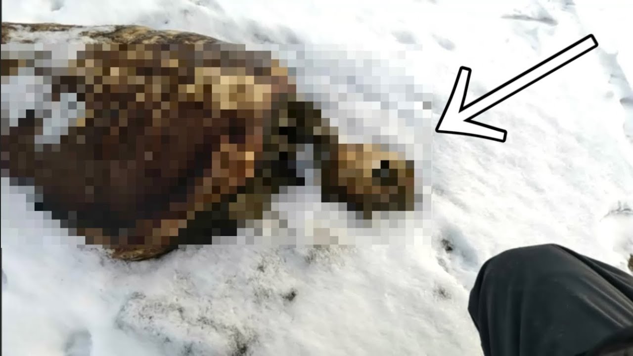 唖然　真冬の浜辺にて