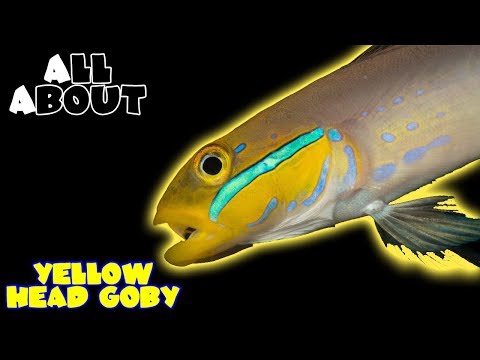 download lagu mp3 mp4 Golden Head Goby, download lagu Golden Head Goby gratis, unduh video klip Golden Head Goby