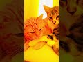 Cat Kiss Catslove Katzenleben Katzenliebe Catlovers Kissing Love Liebe Tierliebe Cats