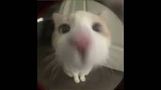 sped up - jul madame