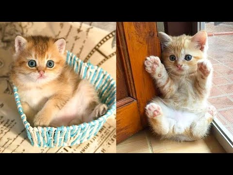 funny cats - cats will make you laugh your head off - funny cat compilation