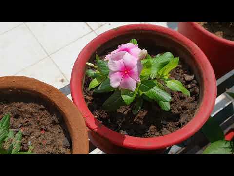 download lagu mp3 mp4 Catharanthus Roseus Plant Care, download lagu Catharanthus Roseus Plant Care gratis, unduh video klip Catharanthus Roseus Plant Care