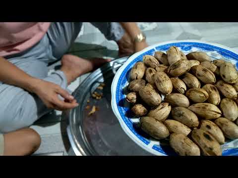 Quả của dây gắm nâu, cách chế biến, ăn cực kỳ ngon và chữa được bệnh xương khớp - Thuốc dân gian VAT