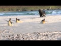 Sea lion Chasing King Penguins