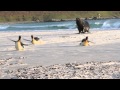 Sea Lion Chasing King Penguins