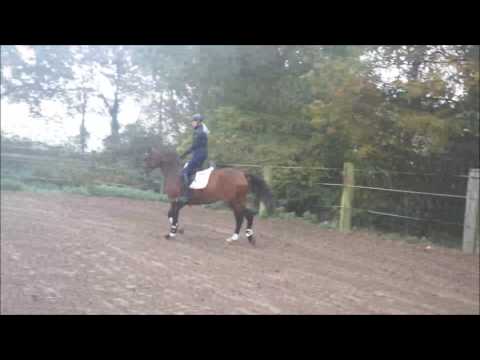 For sale, 4yrs old gelding by Bretton Woods