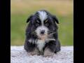 Miniature Australian Shepherd dogs for sale: Ava - Video 1