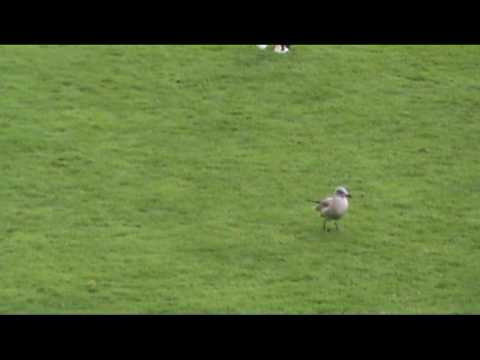 TPV-FC Kiisto Ykkönen 25.7.09 Tammela Tampere kooste