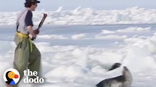 People Are Killing Thousands of Baby Seals to Make Fur Coats | The Dodo
