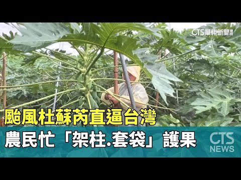 颱風杜蘇芮直逼台灣　農民忙「架柱.套袋」護果