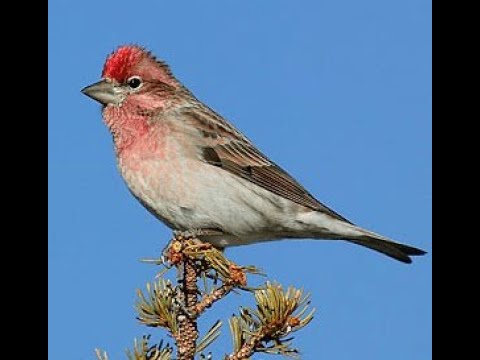 Červenák čečinový (Haemorhous cassinii) — správanie, biotop a hlas