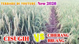 Download lagu THE DIFFERENCE BETWEEN CISUGIH RICE VS CIHERANG BRUANG RICE mp3 Download lagu THE DIFFERENCE BETWEEN CISUGIH RICE VS CIHERANG BRUANG RICE mp3