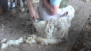 preview picture of video 'Machine Shearing Instruction'