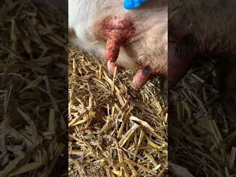 , title : 'How to cure mastitis in cows? #cows #veterinary'