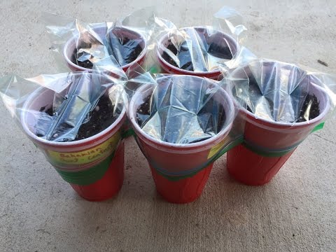 2017 Super Hot Peppers Growing Season - Ep. 01 - Starting Seeds