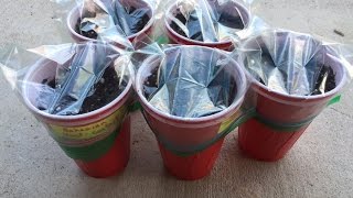 2017 Super Hot Peppers Growing Season - Ep. 01 - Starting Seeds