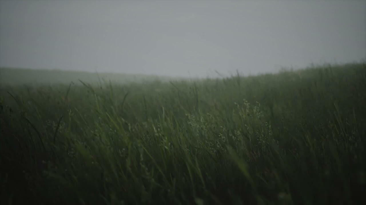 Live wallpaper. Grass field. for free (ready to download)