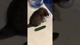 Download lagu Cats Scared By Cucumbers! mp3