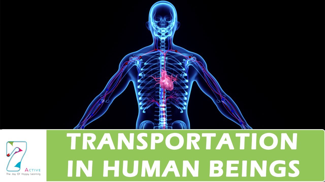 Transportation In Human Beings