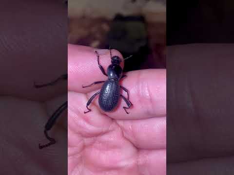 “Ant-Head Darkling Beetle”. Elodes have over 200+ species, many are desert-adapted. #beetles